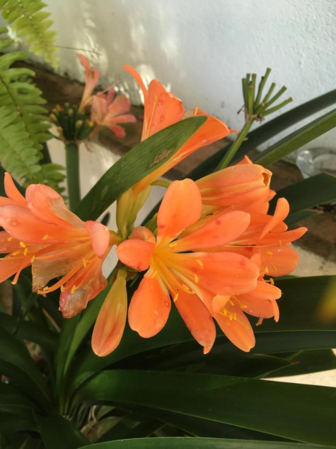 Villa De La Luz Luxury Guesthouse 埃尔波提尔 外观 照片